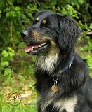 Hovawart 9W009D-034